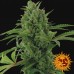 Pineapple Express - Barney's Farm
